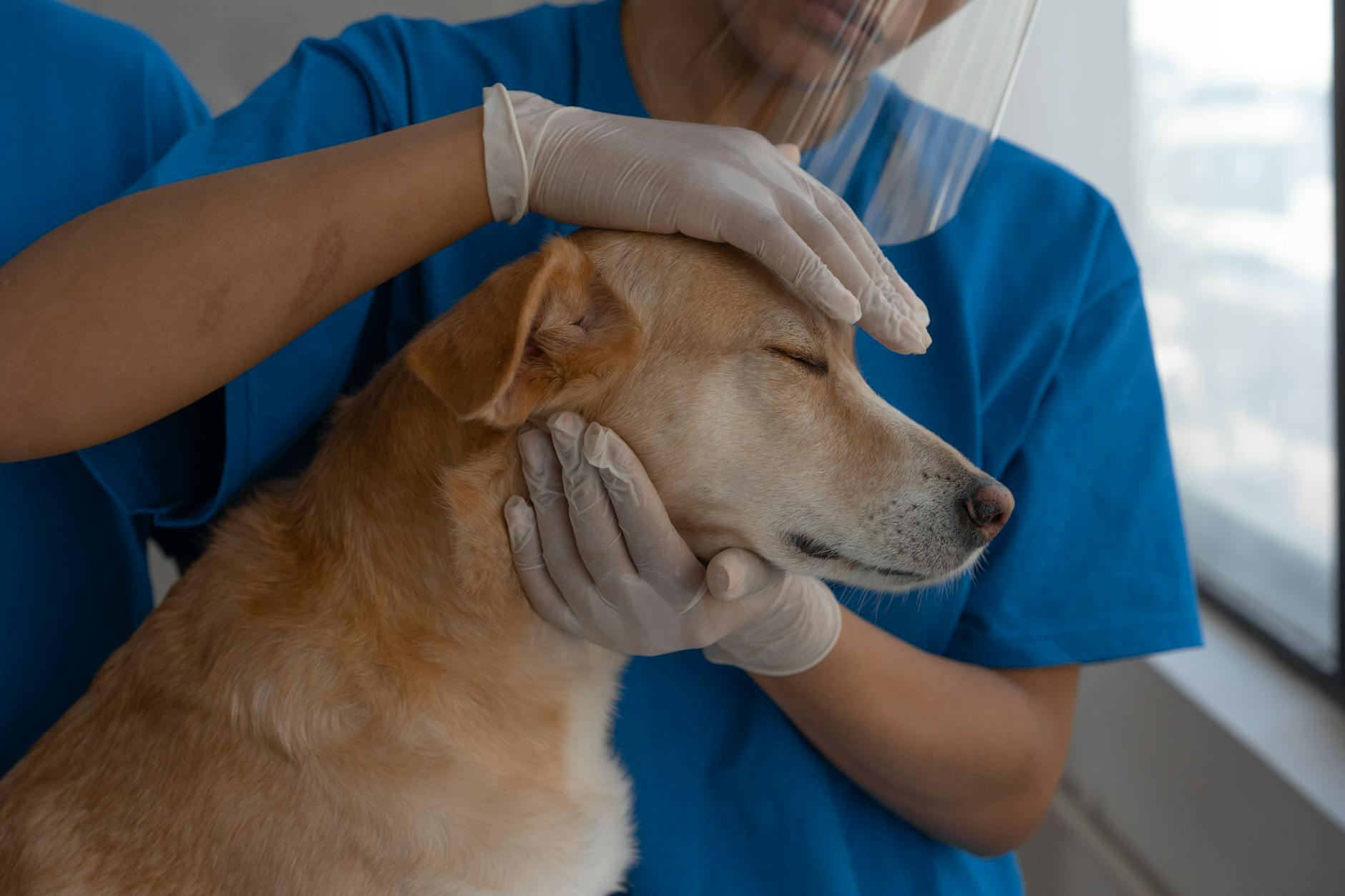 Tierärztin untersucht einen Hund in der Praxis