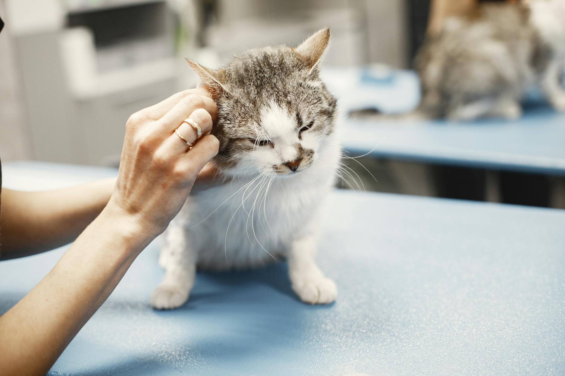 Tierärztin untersucht ein Kitten